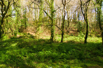 Fototapeta na wymiar Spring nature, greenery in the forest, young leaves on the trees, wild garlic, beautiful sun, stream with stones, path, ivy