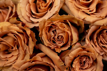 Toffee roses, warm rusty-brown colored rose flowers reminiscent of coffee or caramel. Background,...