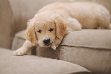 golden retriever puppy eats a bone for new year and Christmas