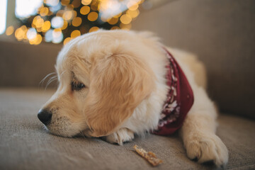 a golden retriever puppy sits on the sofa at the Christmas tree in winter