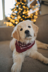 a golden retriever puppy sits on the sofa at the Christmas tree in winter