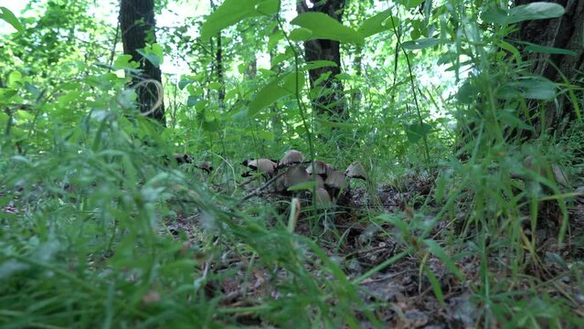 Camera moves low over the surface ground between group ink cap mushroom in deciduous forest. Common coprinopsis atramentaria growing in the green grass. Mushroom manure gray сoprinus psathyrellaceae.