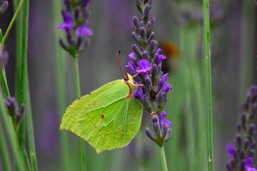 Papillon Citron (Gonepteryx rhamni) butinant fleurs de lavande (Lavandula) - France