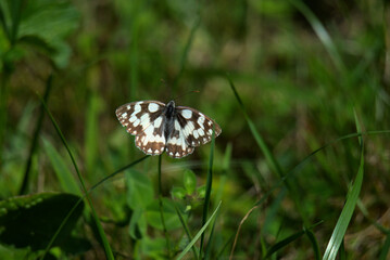 Papillon noir et blanc dans un champ - France 