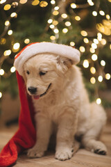 golden retriever puppy for new year and Christmas in santa claus hat