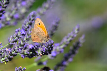 Papilllon Myrtil (Maniola jurtina) pollinisant fleurs de lavande (Lavandula) 