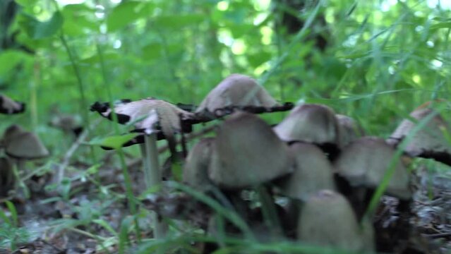 Camera moves low over the surface ground between group ink cap mushroom in deciduous forest. Common coprinopsis atramentaria growing in the green grass. Mushroom manure gray сoprinus psathyrellaceae.