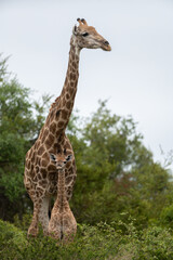 Giraffa camelopardalis giraffa - Giraffa giraffa giraffa - South African giraffe - Cape giraffe - Girafe d'Afrique du Sud - Girafe du Cap (Parc Kruger)