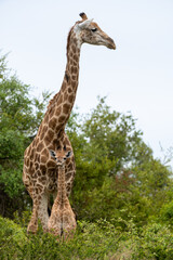 Giraffa camelopardalis giraffa - Giraffa giraffa giraffa - South African giraffe - Cape giraffe - Girafe d'Afrique du Sud - Girafe du Cap (Parc Kruger)