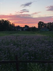sunset over the field