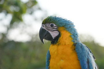 Closeup Blue and Gold macaw  flying with green background.