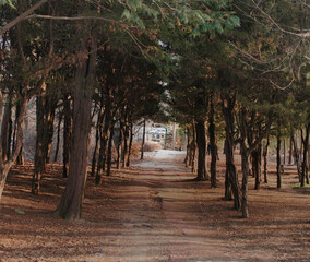 Fototapeta premium 인천대공원
