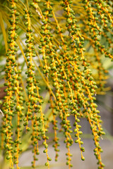 Young small green date palm fruits on a branch tropical tree