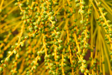 Young small green date palm fruits on a branch tropical tree