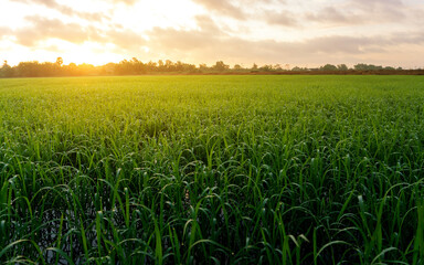 The rice fields are green in the morning and there is dew on the rice leaves.