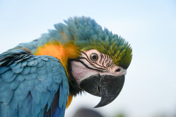 Closeup Blue and Gold macaw  flying with green background.