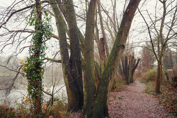 Mystical trees in the fog