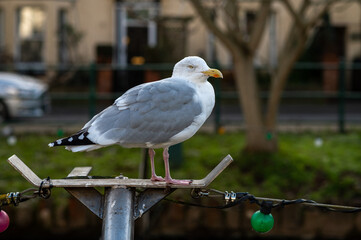 seagull on a fence