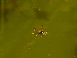 A wasp buzzes on the surface of a pond