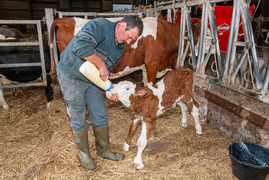 Colostrum, biberon. Veau venant de naitre buvant le lait de la vache avec l'aide de l'agriculteur. Race montb&eacute;liarde