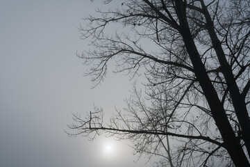 Fototapeta na wymiar Kahle Bäume im Nebel mit Wintersonne
