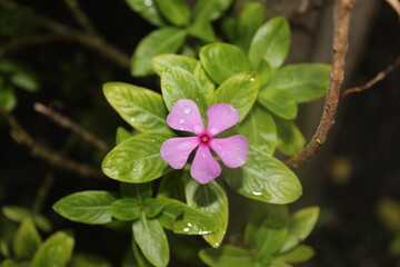 the madagascar periwinkle (catharanthus roseus)