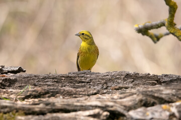 Yellowhammer near water pool in Hungary.