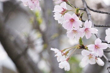 桜
