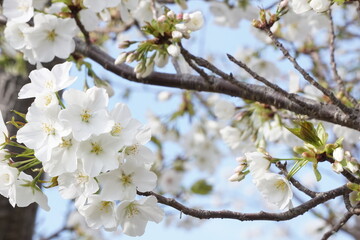 桜
