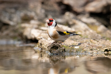 Godfinch in Hungary.