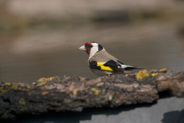 Godfinch in Hungary.