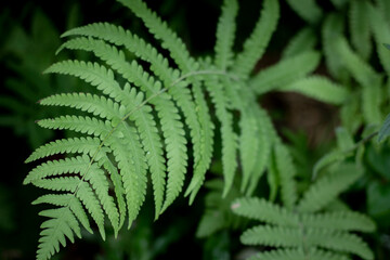 fern leaf in the forest