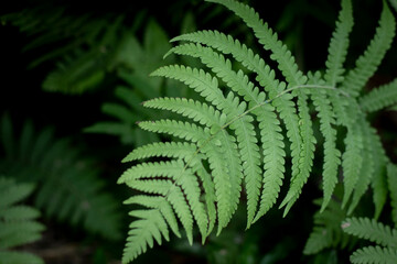 fern leaf in the forest