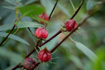 roselle on the tree, selective focus