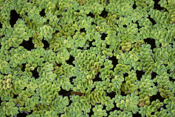 green aquatic plants	