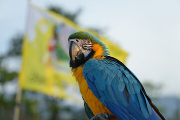 Closeup Blue and Gold macaw  flying with green background.