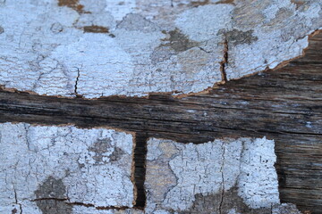 Close up tree bark cracked by drought. Bark surface texture. Natural background 