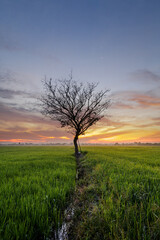 Fototapeta premium Alone tree at the paddy field