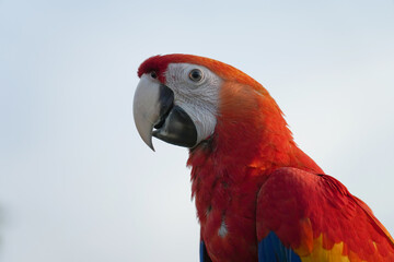 Close-up scares macaw vivid rainbow colorful 