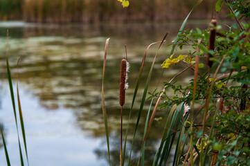 Typha on a pond shoreline. Wetland habitat. Cattail grass. Papyrus bunch