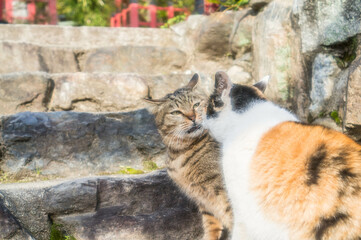 顔を近づけて挨拶する猫