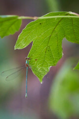 Kleiner Blaupfeil, Orthetrum coerulescens