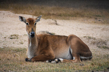 deer in the grass Neilgaye