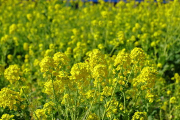 春の訪れを告げる花