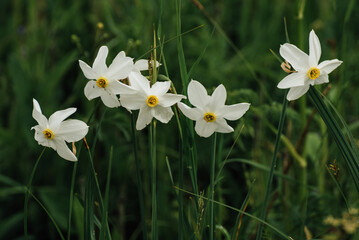 White and yellow daffodil flower outdoors in spring. Close-up
