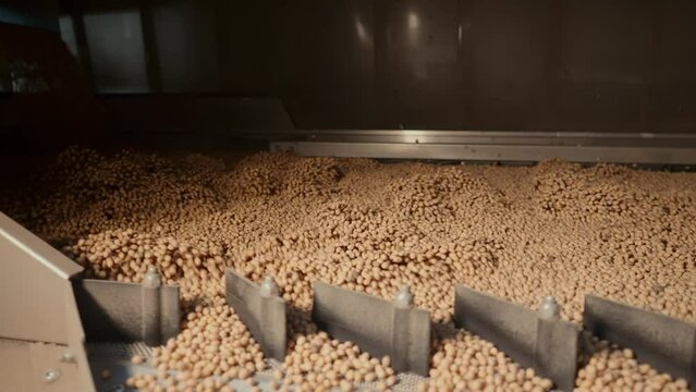 Big sorting and commercial goods control manufacturing center. Wheat grains threshing and falling down to the storehouse. Country's monoculture high profit scene.