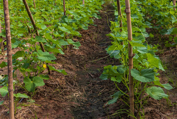 Gardener's  cucumber planting.
