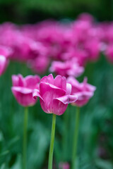 pink tulip flower