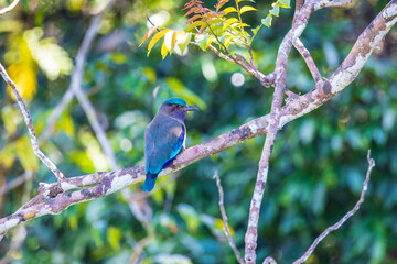 Indian Roller  birds (Coracias benghalensis) on the branch of the tree.