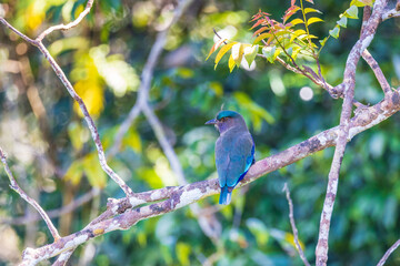Obraz premium Indian Roller birds (Coracias benghalensis) on the branch of the tree.